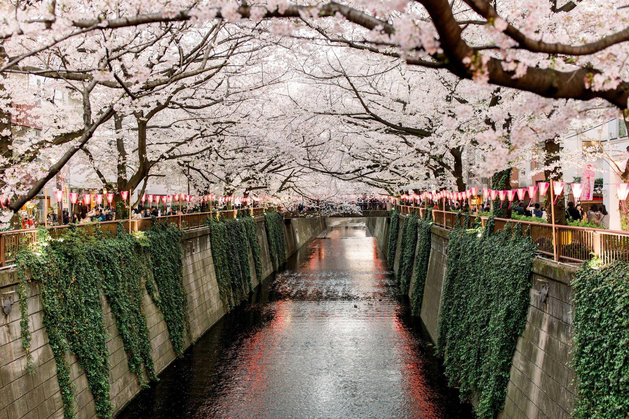 Cerisiers en fleurs au-dessus du canal de Meguro à Tokyo