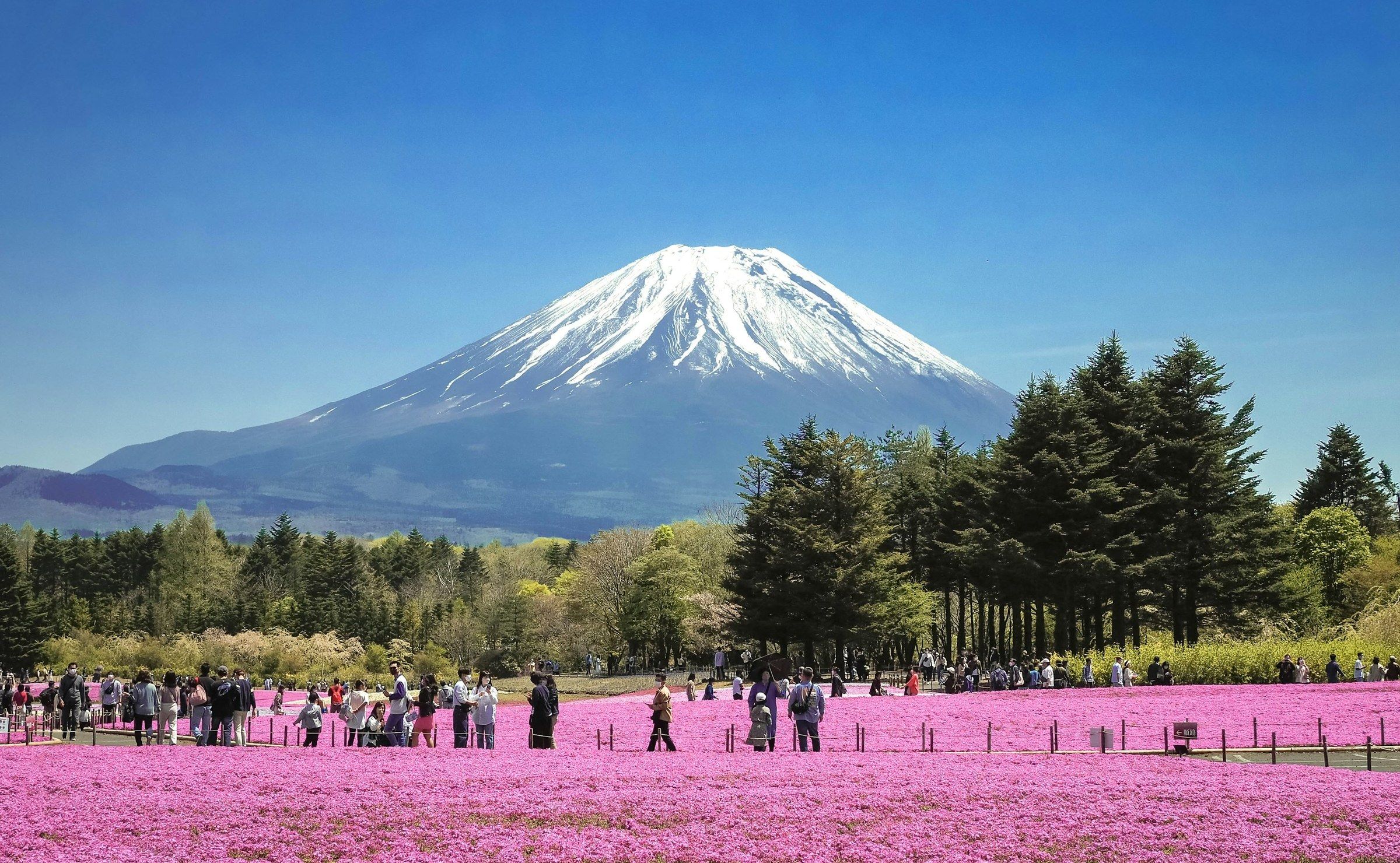 Mont Fuji derrière un champ de fleurs roses à Yamanashi