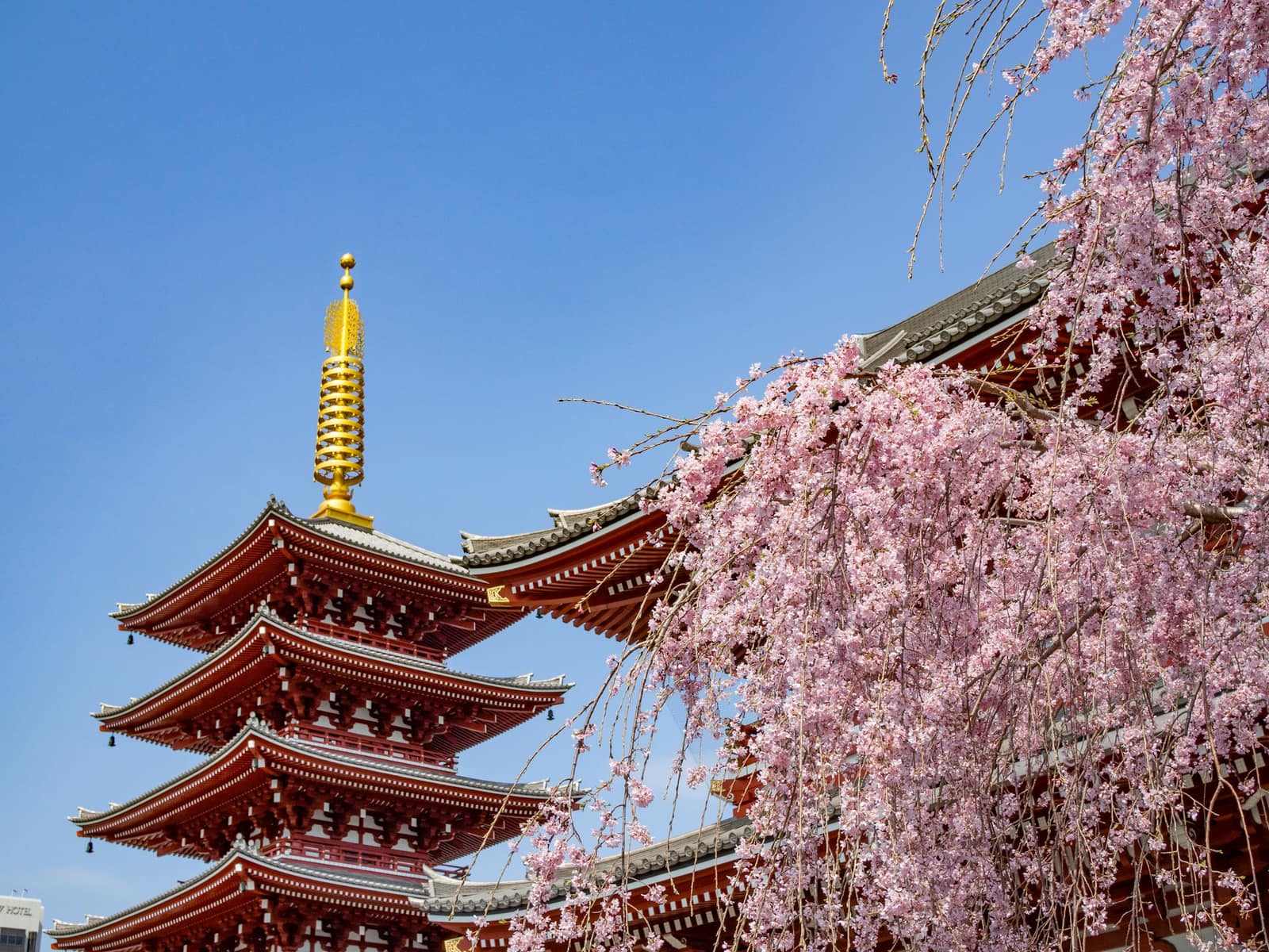 Pagode rouge à cinq étages et cerisiers pleureurs en fleurs sous un ciel bleu