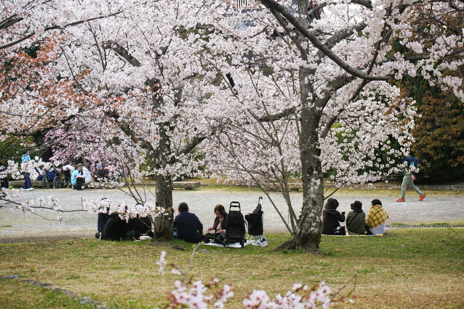 Pique-nique de hanami sous les cerisiers en fleurs dans un parc japonais
