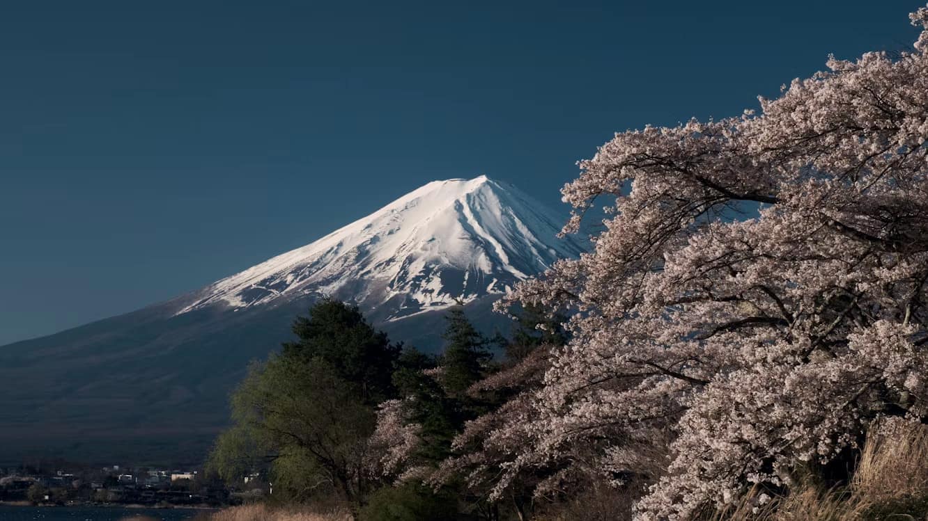 Mont Fuji enneigé derrière des cerisiers en fleurs