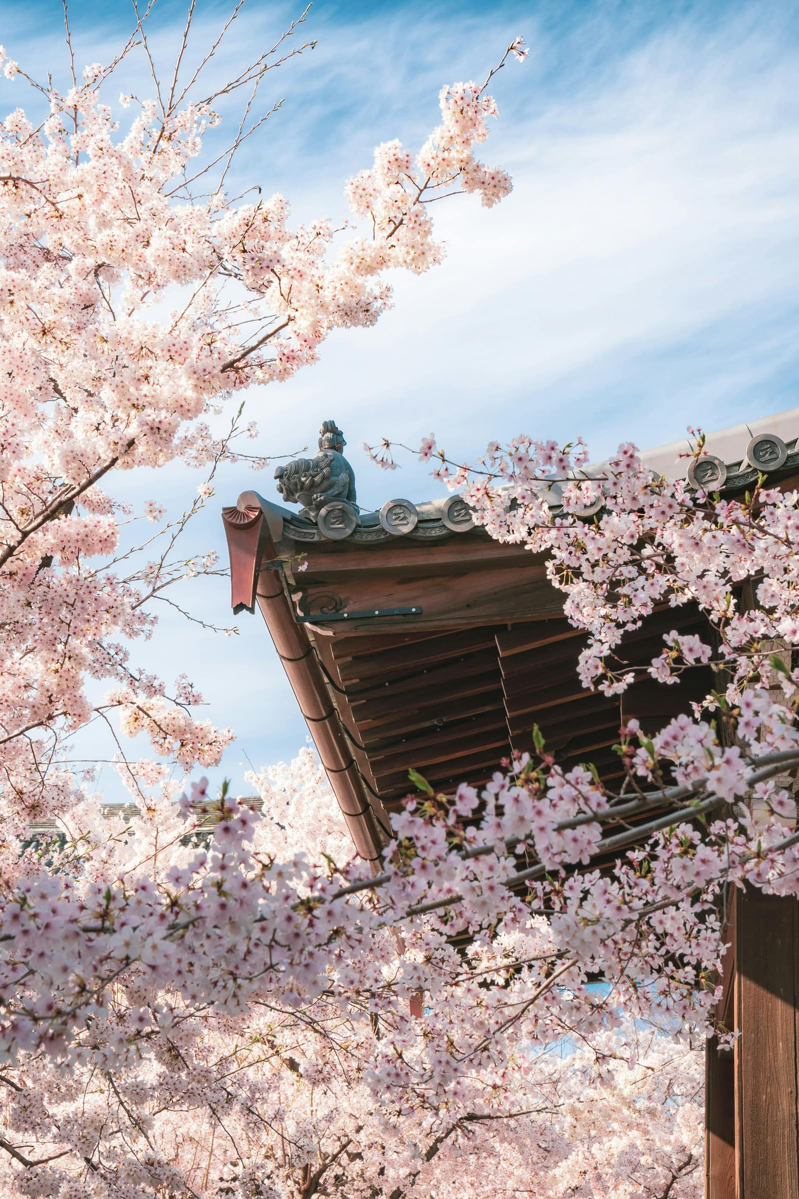 Cerisiers en fleurs au Japon au printemps