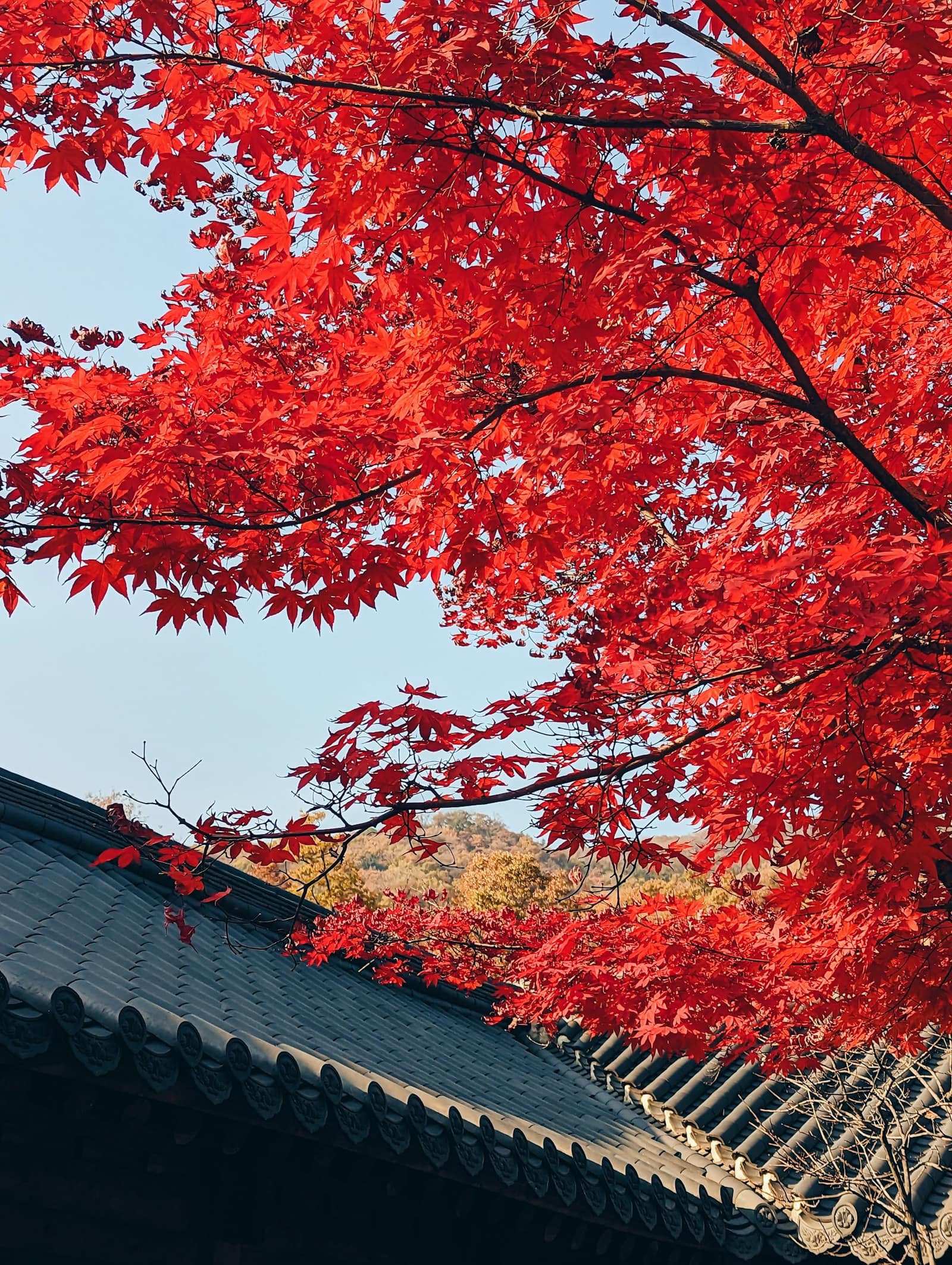 Érable aux feuilles rouges en automne en Corée du Sud