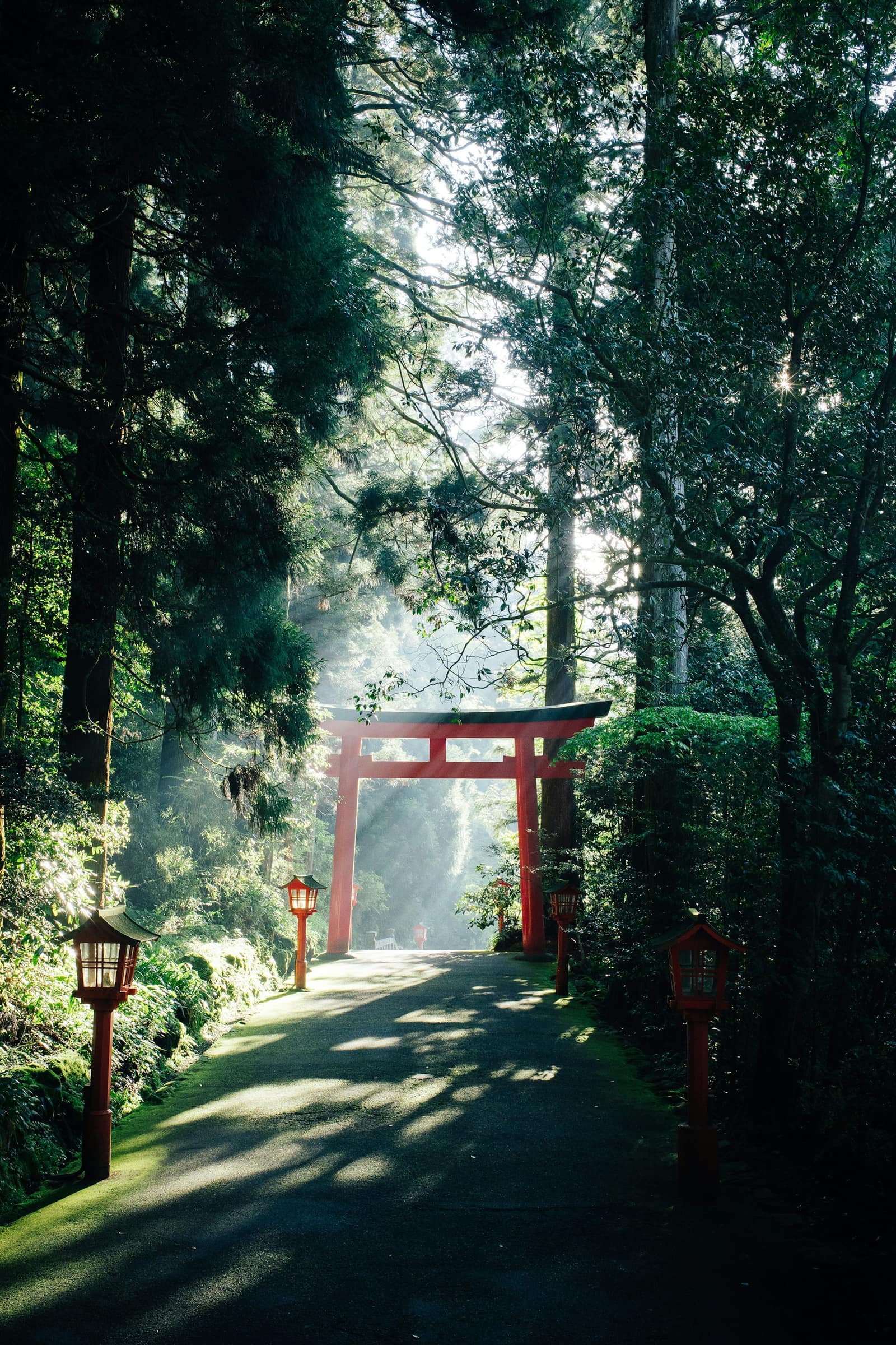 Chemin bordé de torii vermillon dans une forêt au Japon