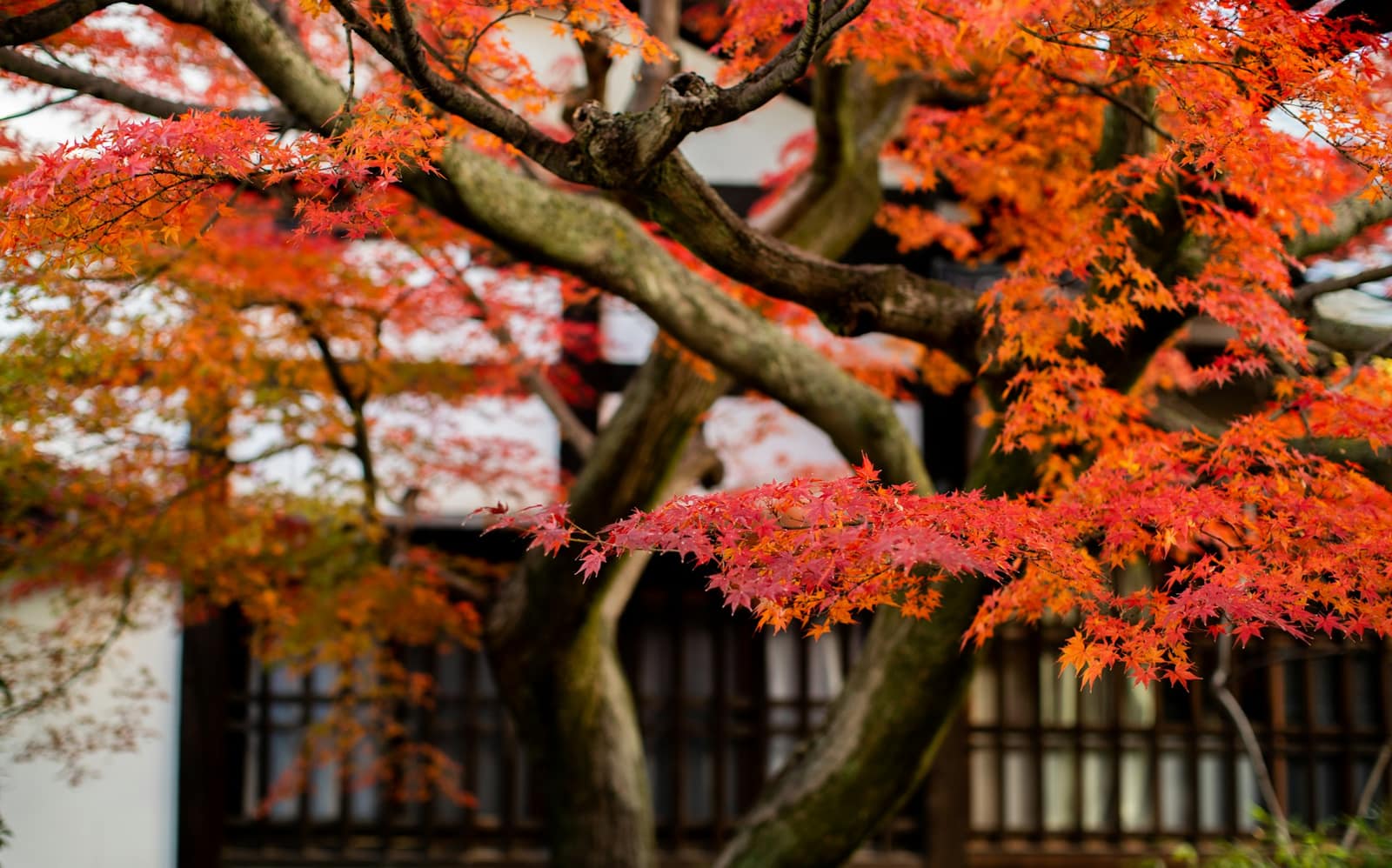 Gros plan de feuilles d'érable japonais rouges et orangées en automne