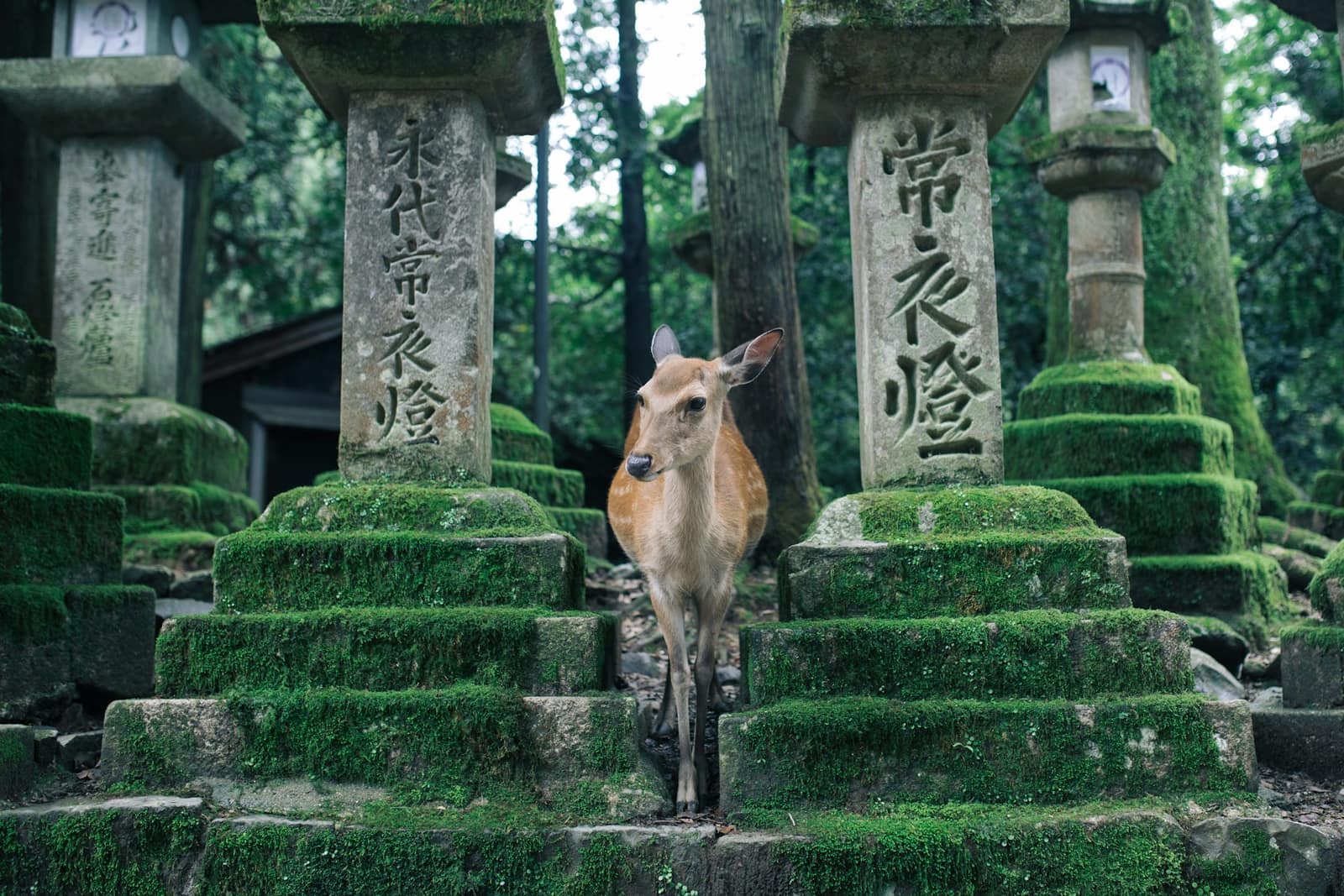 Parc de Nara